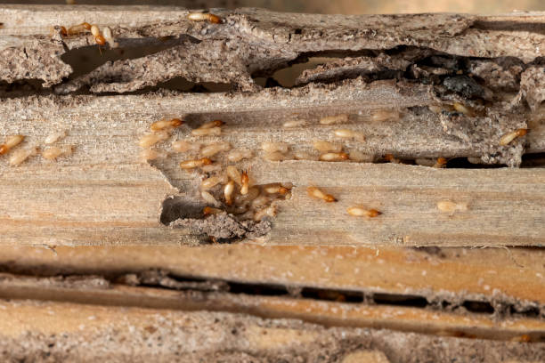 Best Best Pest Control Companies  in Superior, WI
